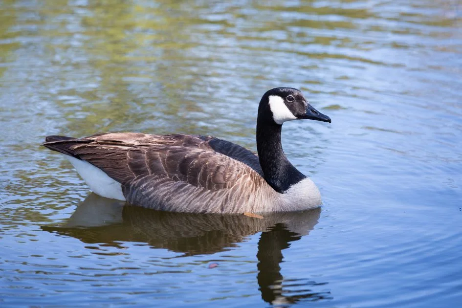 Canada Goose (Branta canadensis) Adopting a Pond in Florida as its Home
