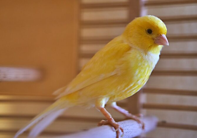 Close Up Cute Canary (Serinus Carania) Birth in a wooden cage