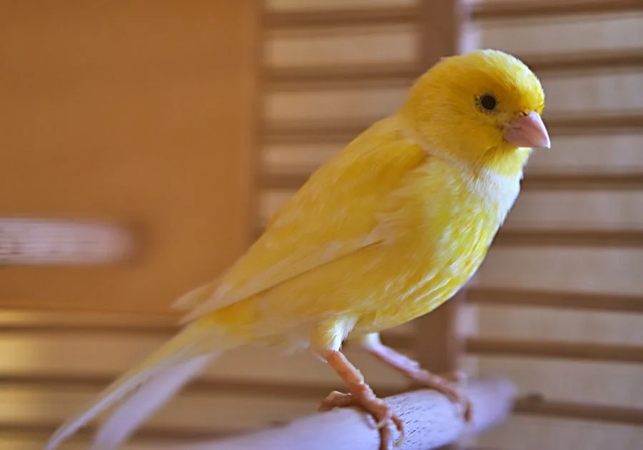 Close Up Cute Canary (Serinus Carania) Birth in a wooden cage
