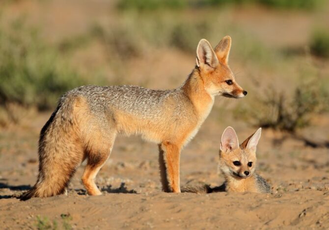 Cape Fox (Vulpes Chama)