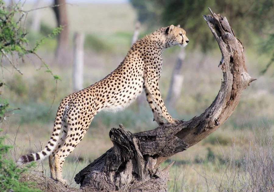 Cheetah (Acinonyx Jubatus) in the Wild