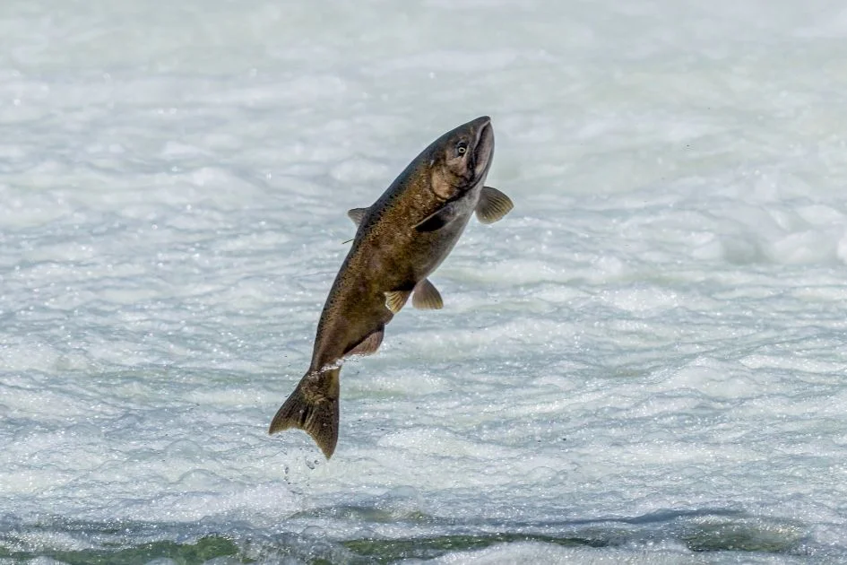 Chinook Salmon Fish Jumping Out of Water