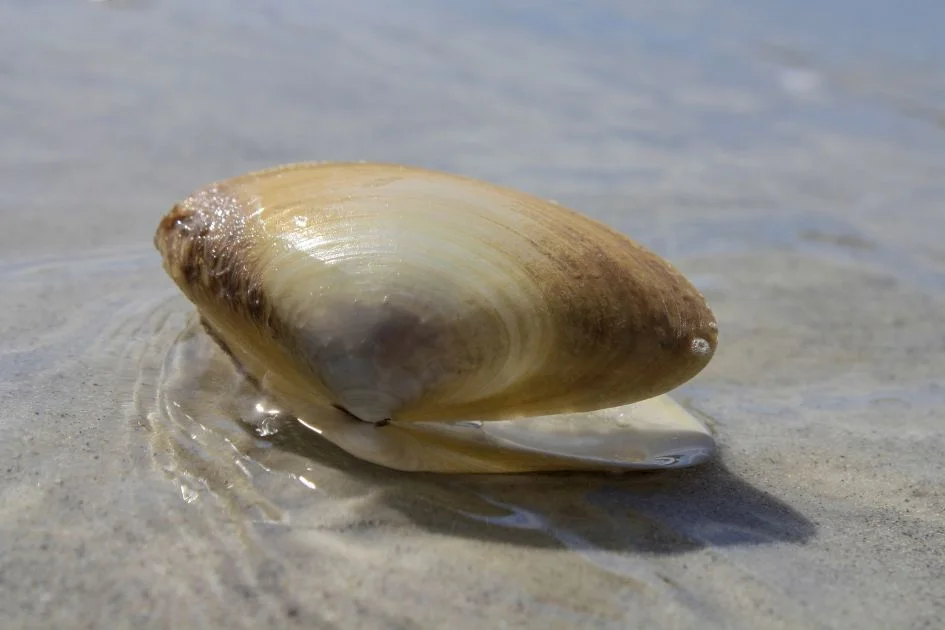 Big Clam (Bivalvia) Shell in Shallow Water