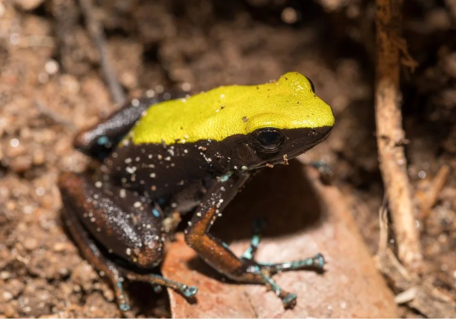 Black and Yellow Climbing Mantella (Mantella Laevigeta) Frog in Madagascar Wildlife