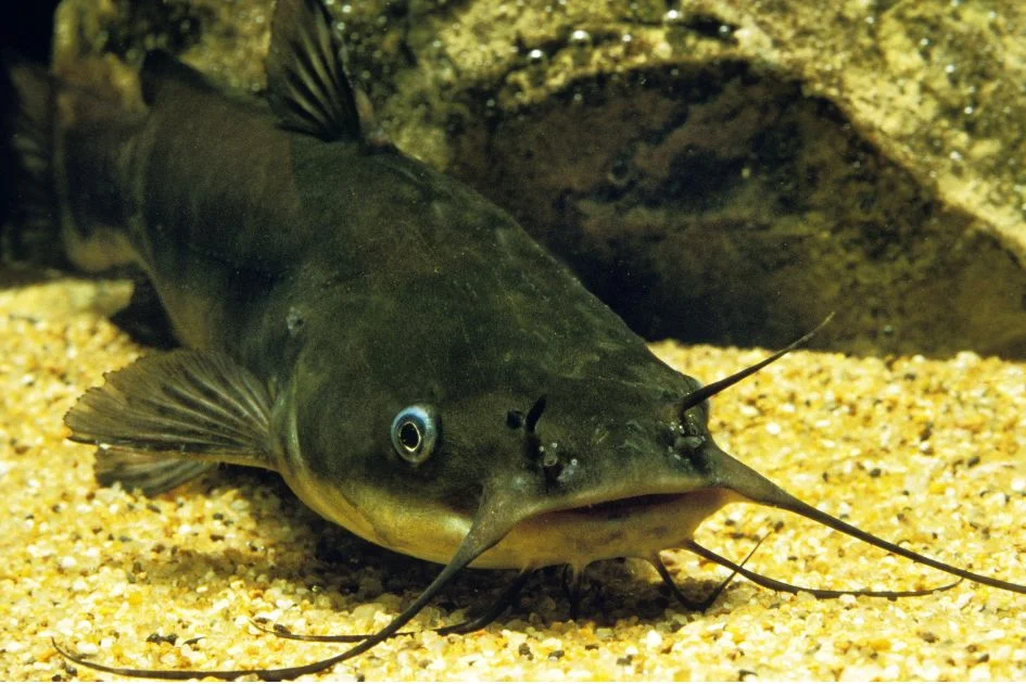 Close Up Brown Bullhead Catfish Underwater