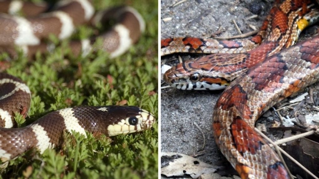 Close Up California King Snake and Corn Snake Side by Side