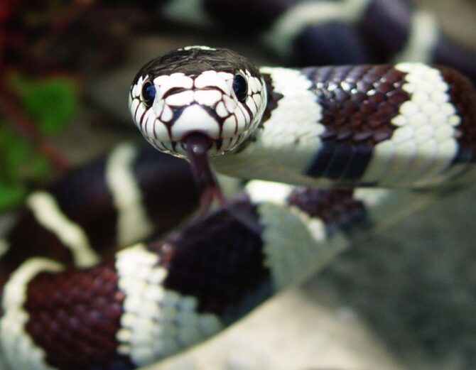 Close Up California King Snake