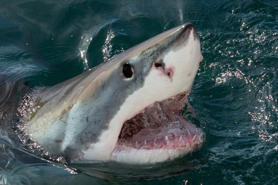 Close Up Great White Shark Open Mouth with Razor-sharp Teeth