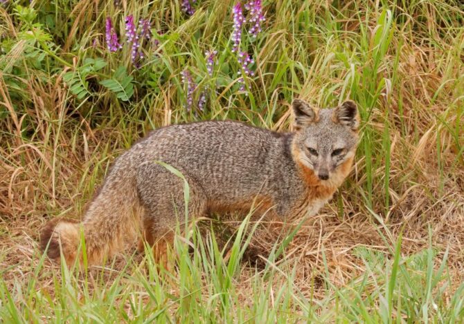 Close Up Island Fox (Urocyon Littoralis) in Grass