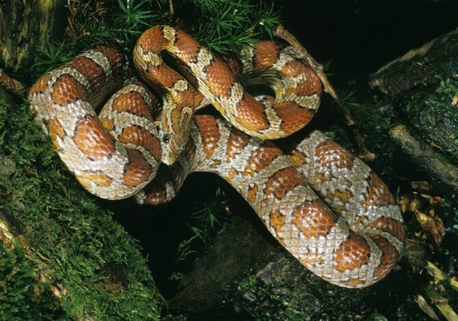 Close Up Large Corn Snake in the Wild