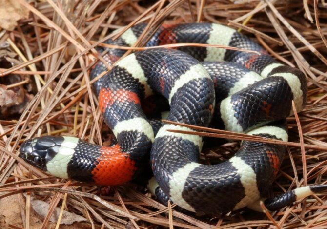 Close Up Milk Snake on Pine Needles