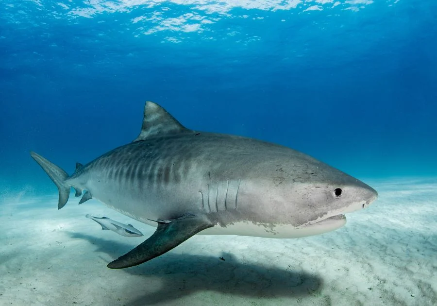 Close Up Tiger Shark Swimming Underwater