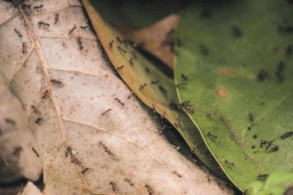 Close Up View of Ants on Brown and Green Leaves
