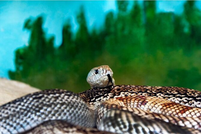 Crepuscular Snakes – Close Up View of Pine Snake