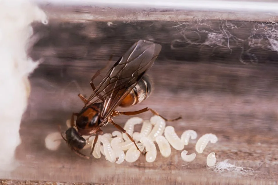 Close Up View of Queen Ant with her Eggs