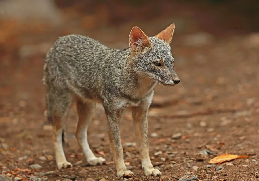 Close Up View of Sechuran Fox (Lycalopex Sechurae)