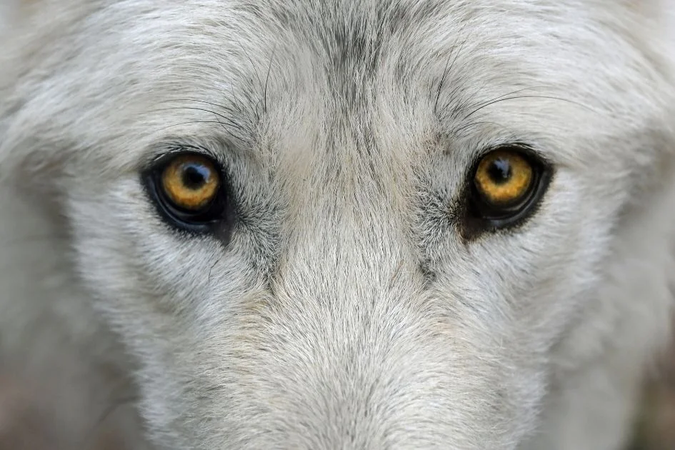 Close Up White Wolf Eyes