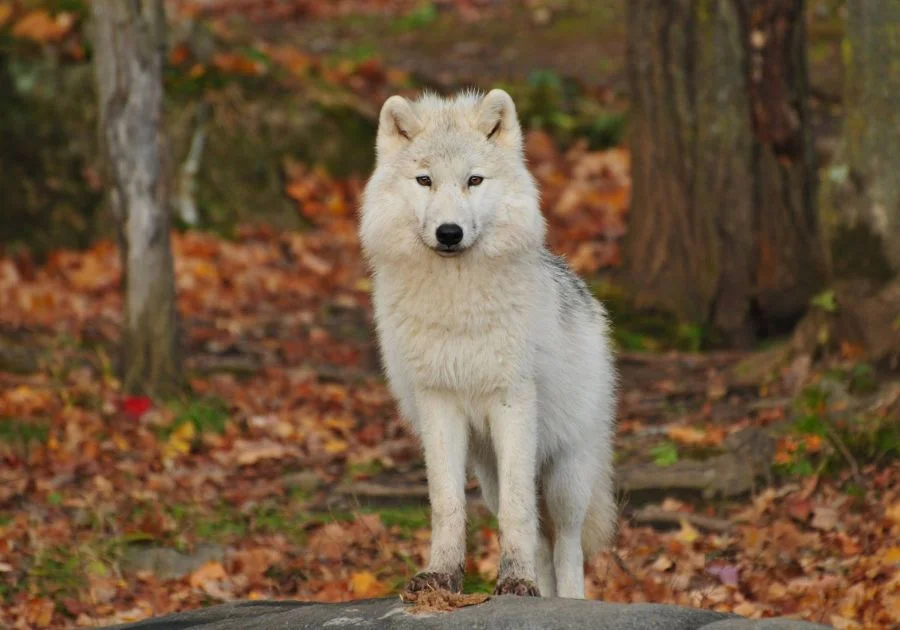 Close Up White and Black Wolf In The Woods