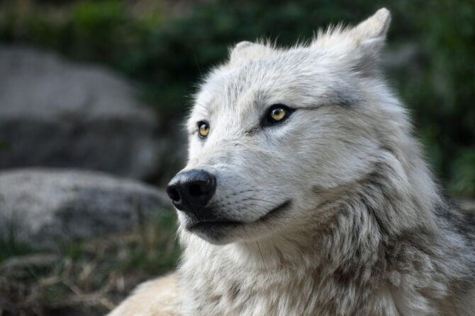 Close Up Wolf with Yellow Eyes