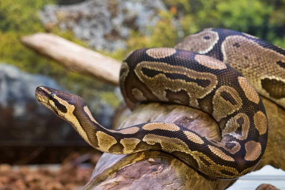 Nocturnal Snakes – Close View of Ball Python on Log