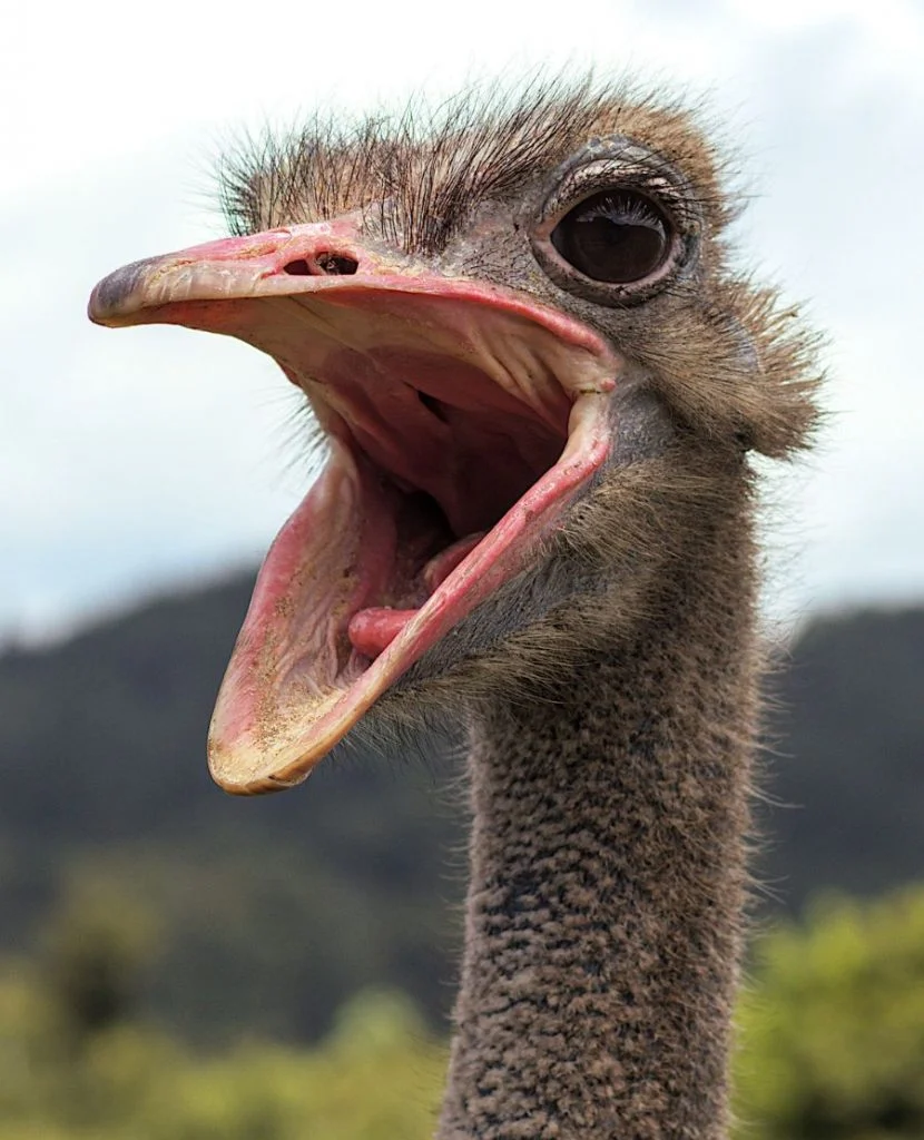 Close View of Ostrich Mouth Wide Open