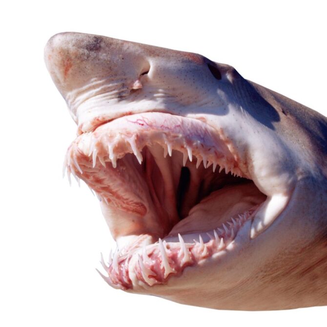 Close View of Shark With Mouth Open Showing Teeth and Basihyal (Tongue) on White Background