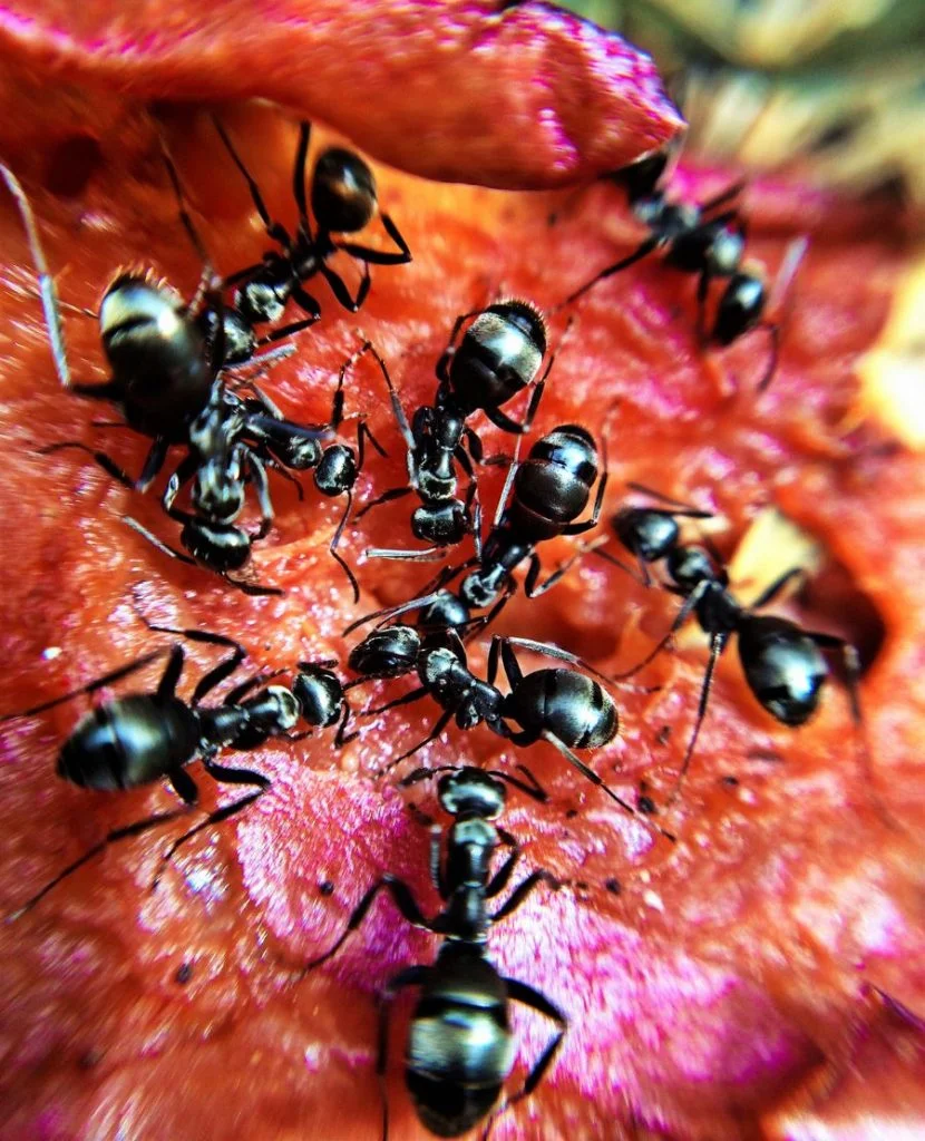 Close View of Worker Ants Getting Food