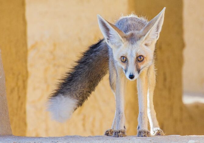 Close of View of Rüppell’s Fox (Vulpes Rueppelli)