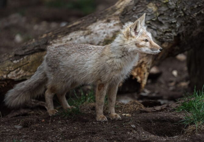 Close up Corsac Fox (Vulpes corsac)