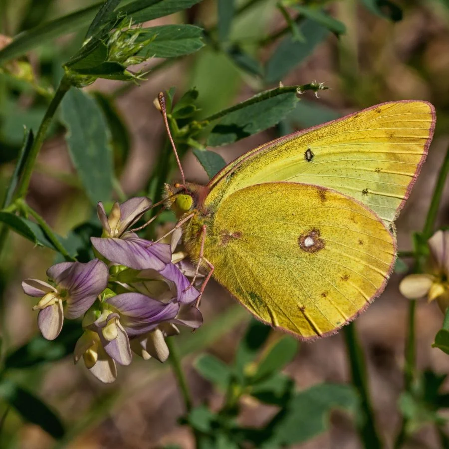 Clouded Sulphur (Colias philodice) Resting on Wild Flower