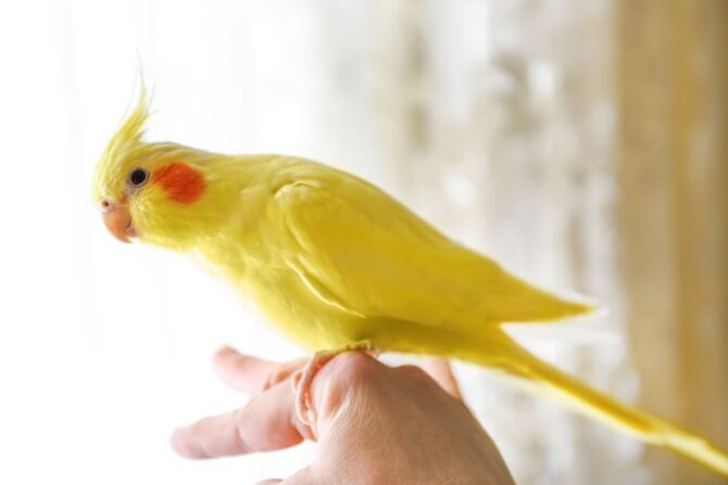 Yellow Cockatiel (Nymphicus Hollandicus) Parrot on a Person's finger