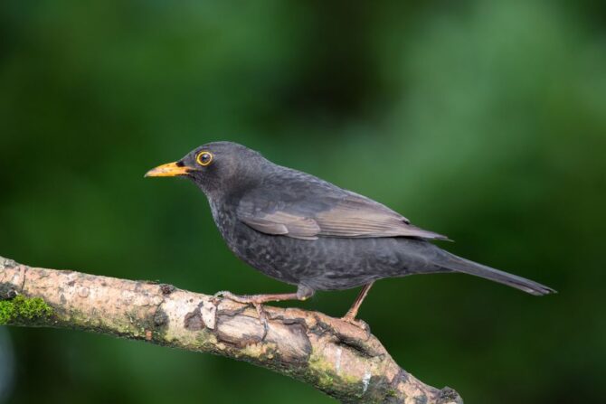 Common Blackbird (Turdus Merula) on Birch Tree
