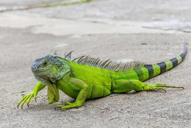 Common Green Iguana (Iguana Iguana) Up Close on Hard Floor