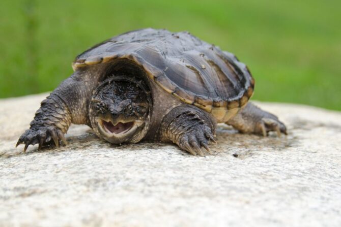 Close View of Common Snapping Turtle (Chelydra Serpentina) Taking a Stance