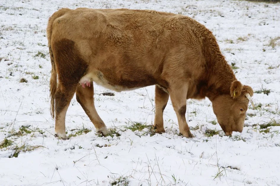 Cow in the Snow