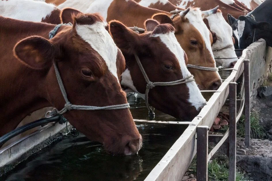 Cows Drinking Water from the Trough