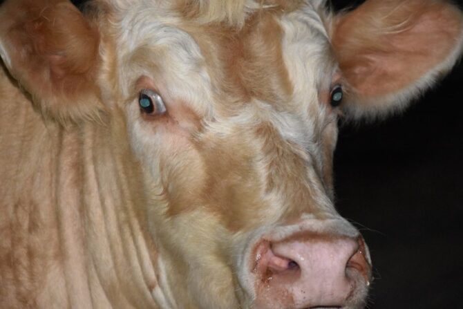 Cow's Eyes Glowing at Night