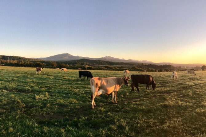 Cows in the field during sunset