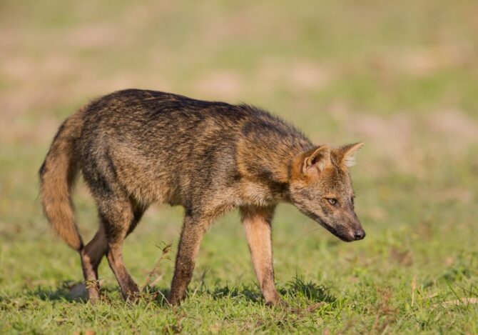Crab-Eating Fox (Cerdocyon thous) prowling