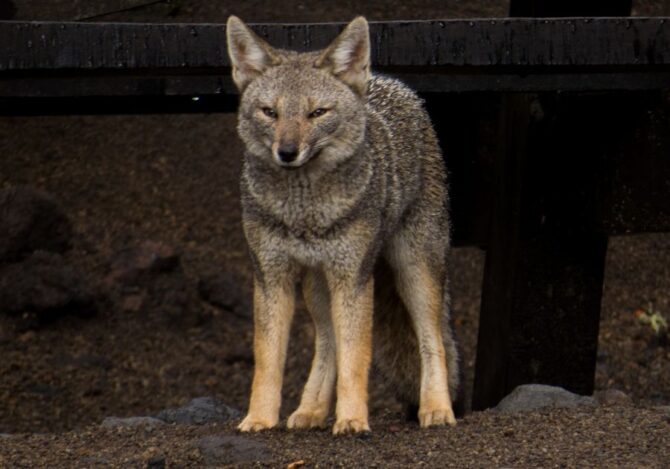 Darwin’s Fox (Lycalopex fulvipes)