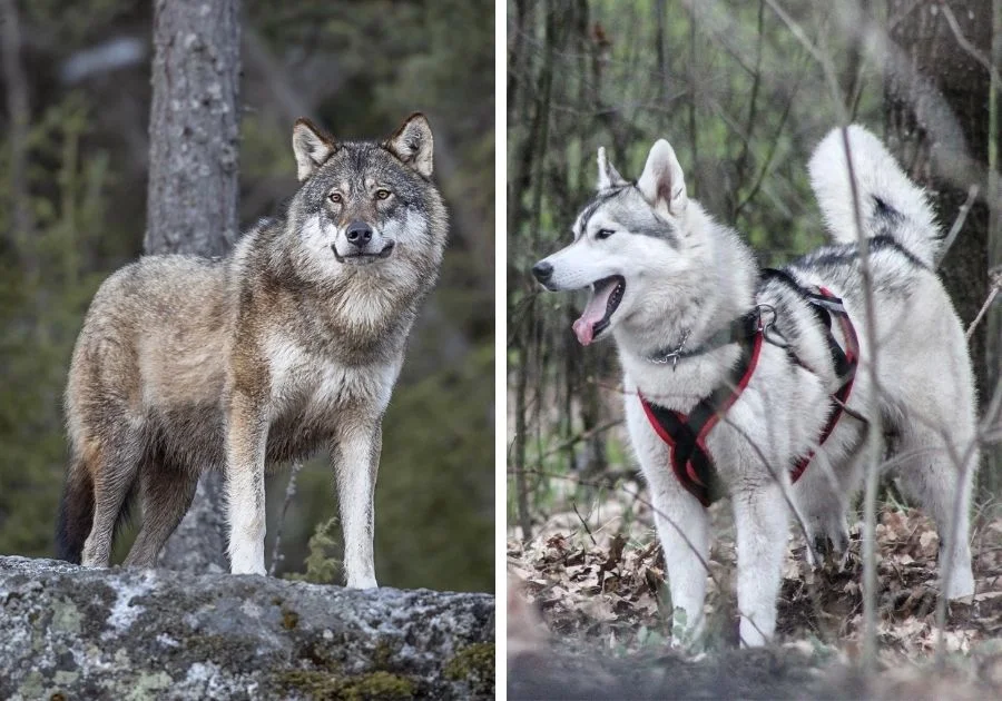 Wolf and Dog Side by Side (Differences Between Dogs and Wolves)