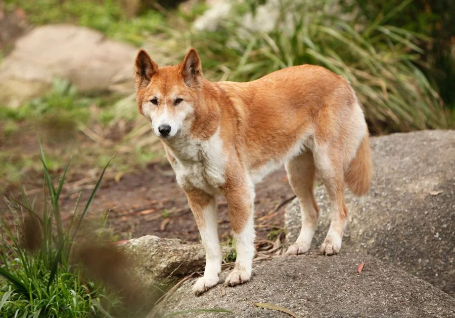Australia's wild dog Dingo Standing on Rock