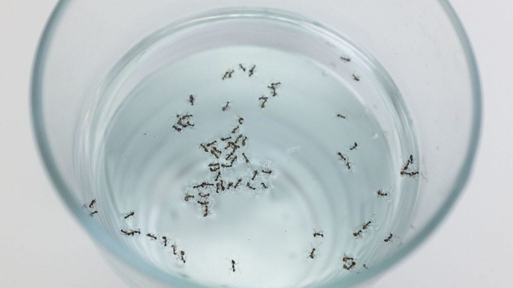 Do Ants Drown In Water (Yes! But There's A Catch)