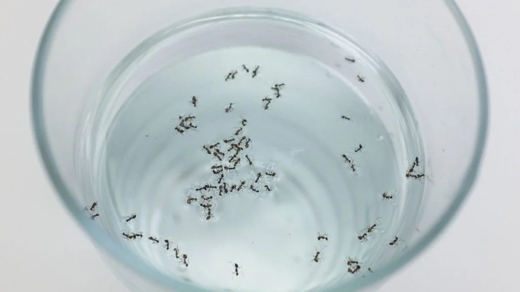 Do Ants Drown In Water (Yes! But There's A Catch)