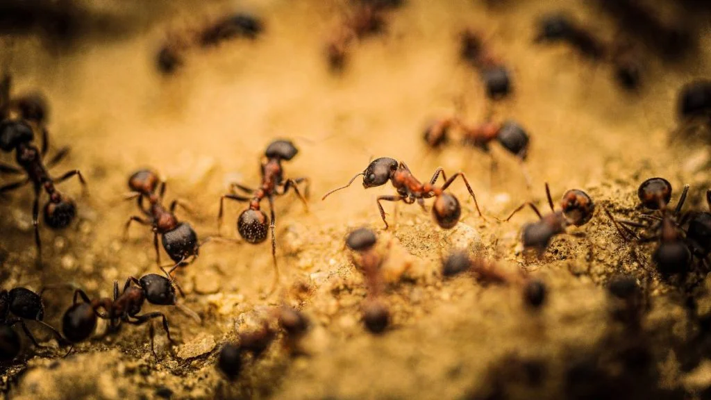 Do Ants Pee And Poop (Scientific Answer & Explanation)