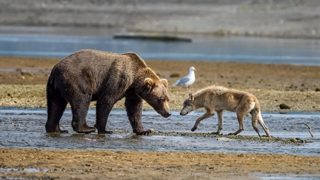 Brown bears vie with wolves for food