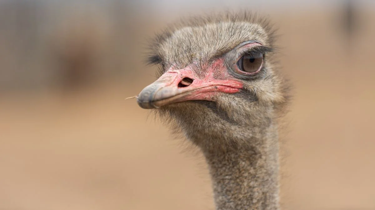 Do Ostriches Have Teeth Do They Bite (Facts)