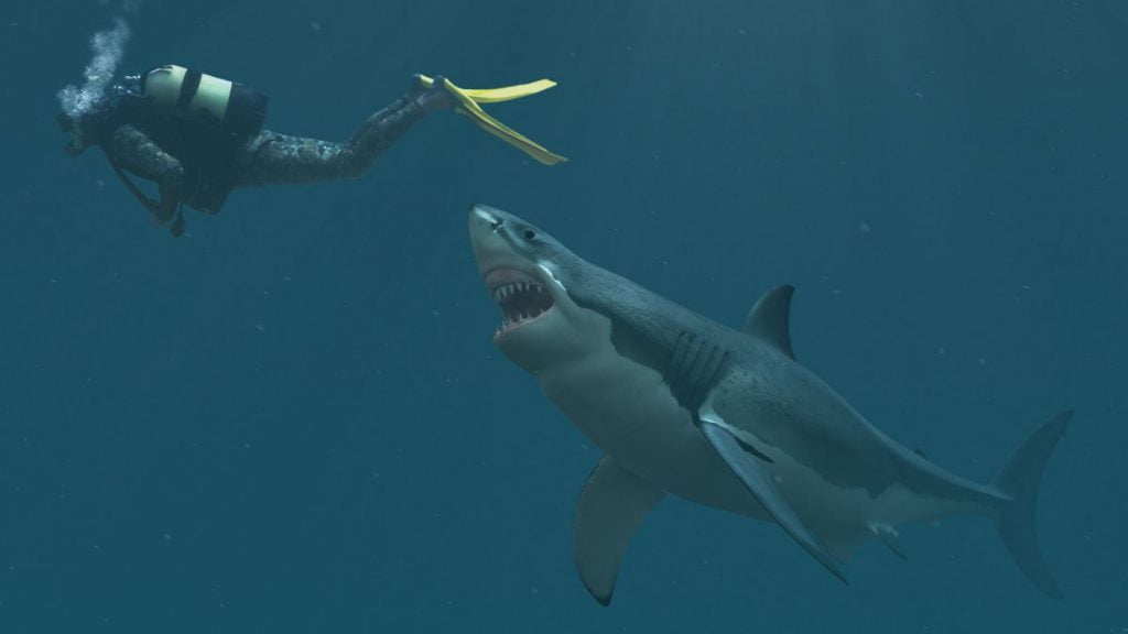 Do Sharks Have Emotions, Feelings, Or Feel Affection