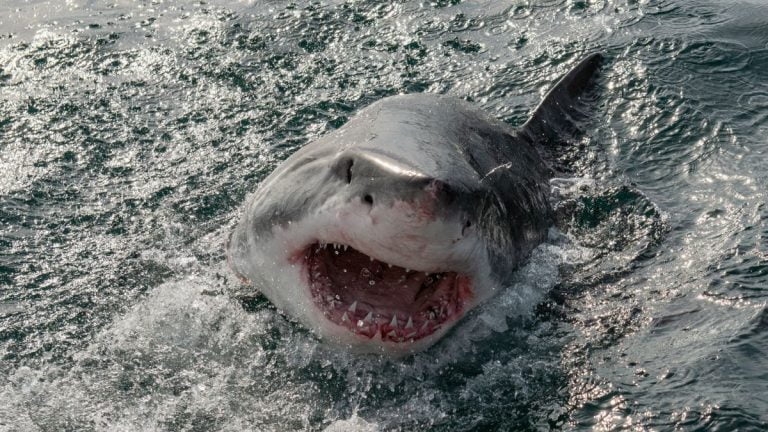 Do Sharks Have Tongues? What Is A Shark Tongue Called?