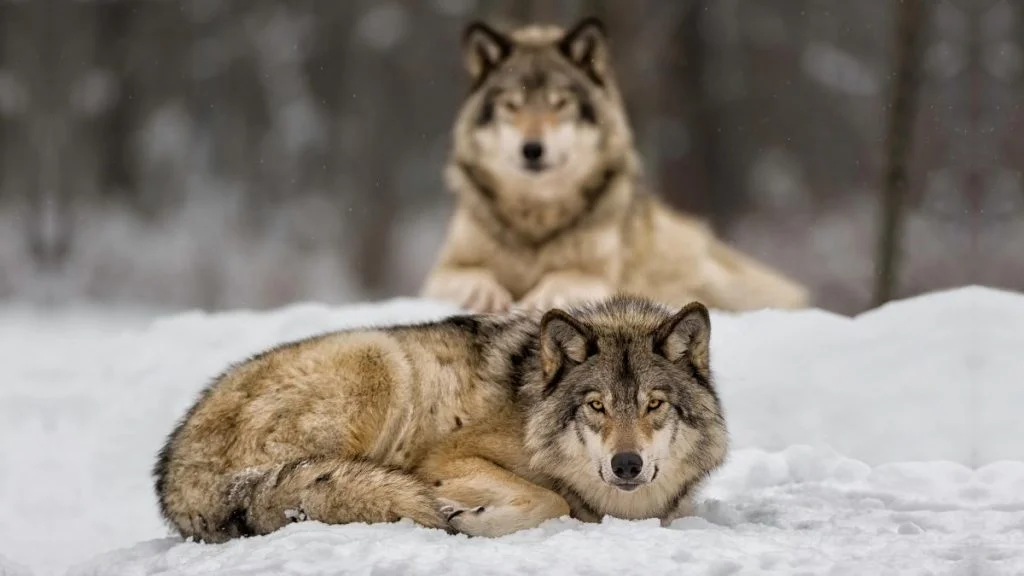 Do Wolves Hibernate Or Migrate In Winter